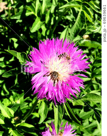 Winged bee slowly flies to the plant, collect nectar for honey on private apiary Winged bee slowly flies to the plant, collect nectar for honey on private apiary 69639661