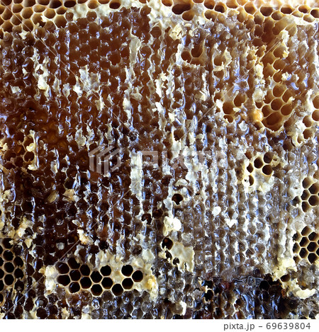 Drop of bee honey drip from hexagonal honeycombs filled with golden nectar. 69639804