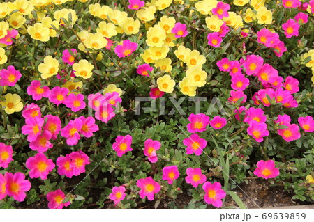 真夏のカラフルな花壇、ポーチュラカ 69639859