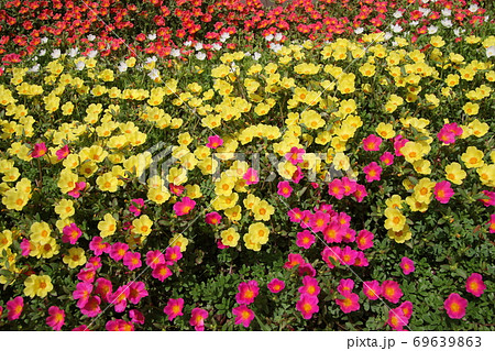 真夏のカラフルな花壇 ポーチュラカの写真素材
