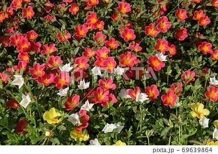 真夏のカラフルな花壇、ポーチュラカ 69639864