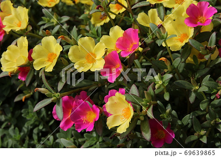 真夏のカラフルな花壇 ポーチュラカの写真素材