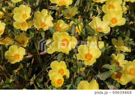 真夏のカラフルな花壇、ポーチュラカ 真夏のカラフルな花壇、ポーチュラカ 69639868