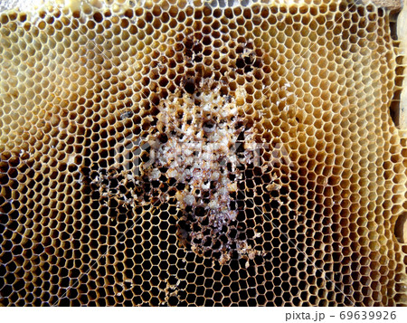 Background hexagon texture, wax honeycomb from a bee hive Background hexagon texture, wax honeycomb from a bee hive 69639926