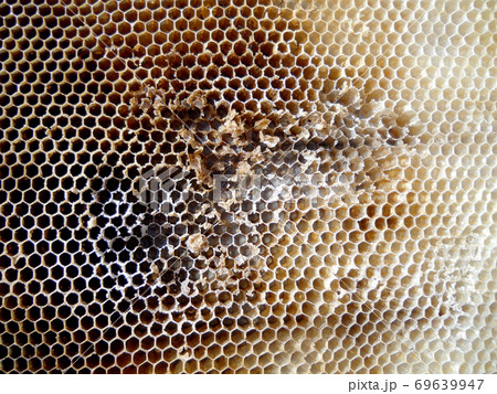 Background hexagon texture, wax honeycomb from a bee hive 69639947