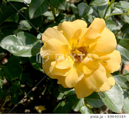 Blooming flower rose with green leaves 69640384
