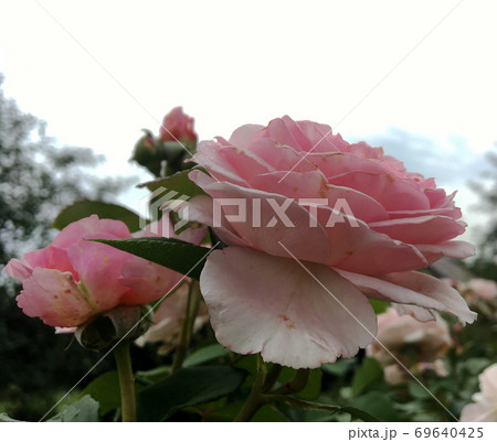 Blooming flower rose with green leaves Blooming flower rose with green leaves 69640425