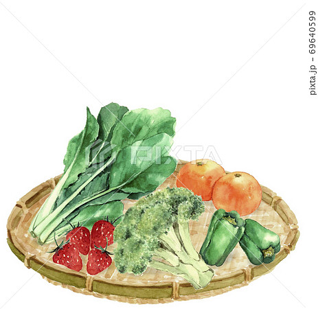 ザルに野菜 果物セット 小松菜 ブロッコリー ピーマン ミカン イチゴ 白背景【水彩】 ザルに野菜 果物セット 小松菜 ブロッコリー ピーマン ミカン イチゴ 白背景【水彩】 69640599
