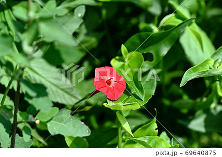 モミジルコウ 69640875