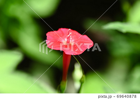 モミジルコウ 69640878