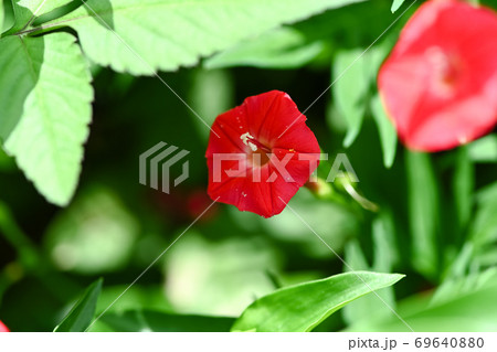 モミジルコウ 69640880