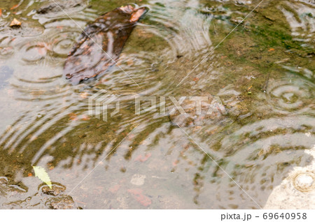 Rain drops in the water surface. Rain fall on the ground in rains season. Raindrops rippling in a puddle with bright sky reflection on it. Abstract Nature Background. Rain drops in the water surface. Rain fall on the ground in rains season. Raindrops rippling in a puddle with bright sky reflection on it. Abstract Nature Background. 69640958