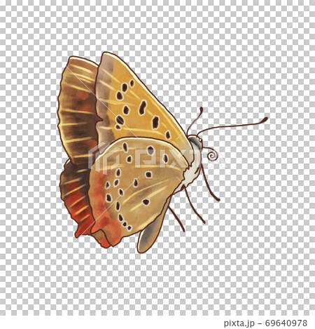 リアル調蝶々ベニシジミ のイラスト素材