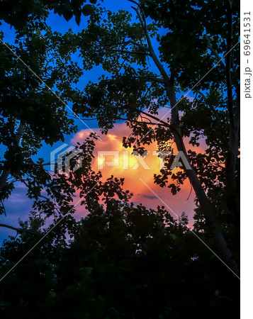 木の葉のシルエットと夕焼け雲 宝塚中山桜台の写真素材