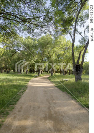 Dirt road through a forest Dirt road through a forest 69641922