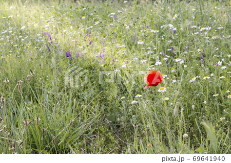 Sunbeams on a poppy Sunbeams on a poppy 69641940