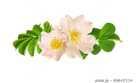 Wild rose flowers and leaves in a floral arrangement Wild rose flowers and leaves in a floral arrangement 69642514