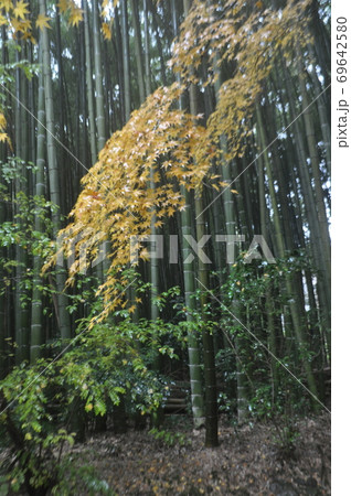 竹に紅葉 69642580