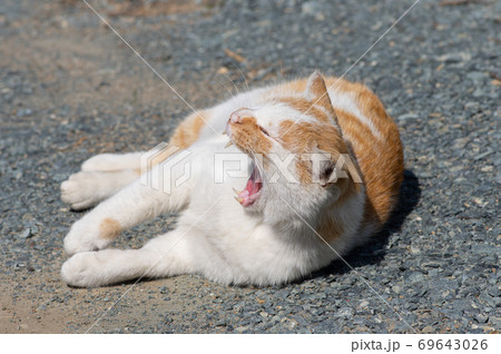 のんびり暮らす猫ちゃん 茶白猫 のんびり暮らす猫ちゃん 茶白猫 69643026