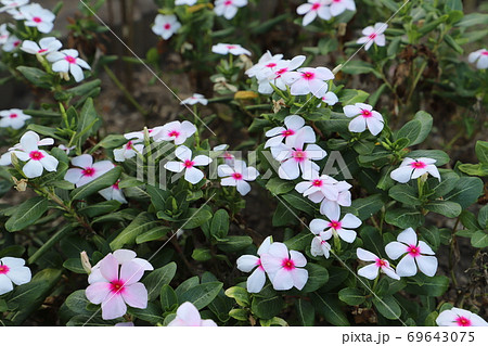 夏の花壇に咲くニチニチソウの白い花 夏の花壇に咲くニチニチソウの白い花 69643075