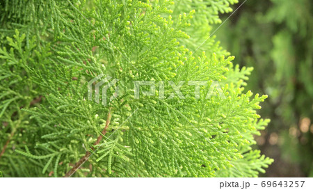 pine tree pine tree 69643257