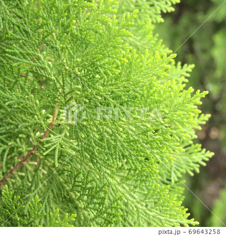 pine tree 69643258