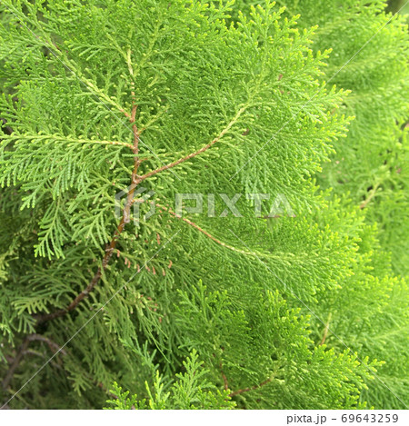 pine tree pine tree 69643259