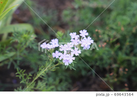 夏の花壇に咲くバーベナの花 69643564
