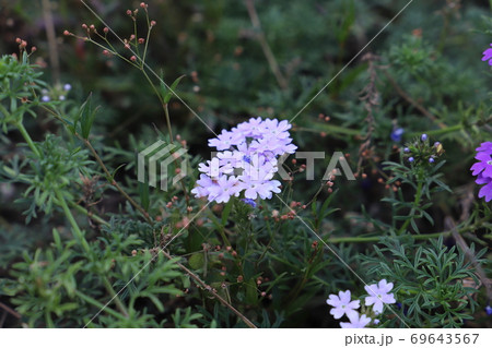 夏の花壇に咲くバーベナの花 69643567