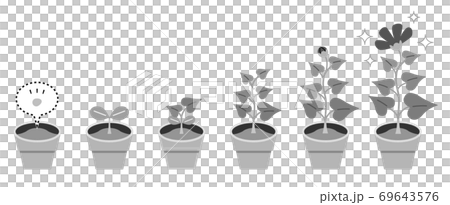 植物生長,成長,插圖,單色 植物生長,成長,插圖,單色 69643576
