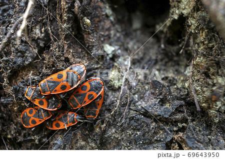 A small group of pyrrhocoris apterus sits on the bark of a tree. Macro photography. A small group of pyrrhocoris apterus sits on the bark of a tree. Macro photography. 69643950