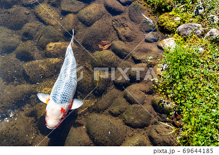 綺麗な池をのんびり泳ぐ鯉の写真素材