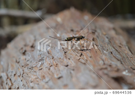 オナガバチの仲間 69644536