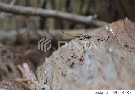 オナガバチの仲間 オナガバチの仲間 69644537