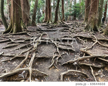 鞍馬山の木の根道 69644608