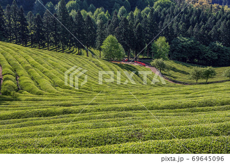 緑茶畑 畑 山 69645096