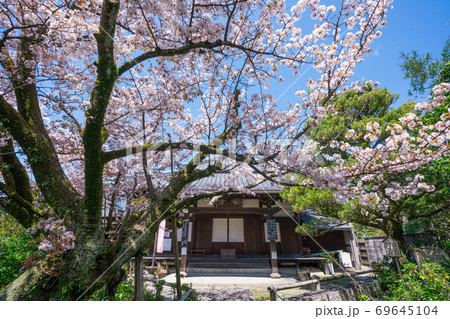 京都　日限地蔵（ひぎりじぞう）の桜 69645104