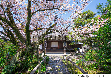 京都　日限地蔵（ひぎりじぞう）の桜 69645105