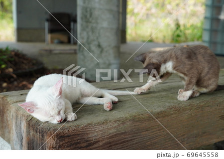 酷暑が続く夏　捨てられた子猫の兄弟は逞しく元気に生きる 69645558