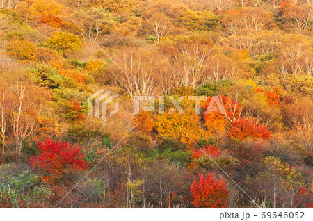夕日に染まる赤城山小沼の紅葉 69646052