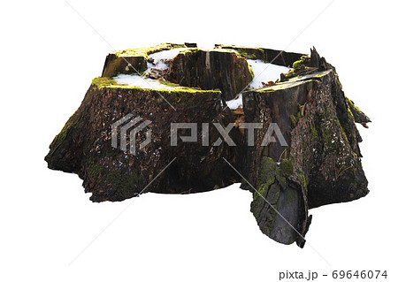 Old tree stump with moss isolated on white 69646074
