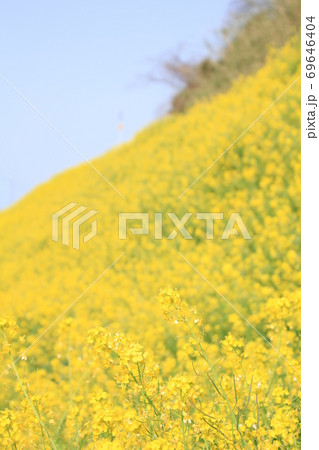 愛媛県伊予市閏住　菜の花畑 69646404