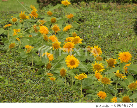 beautiful yellow Sunflower 69646574