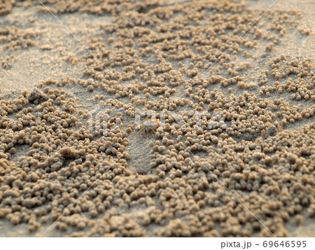 Tiny Ghost Crabs digging holes in the sand Tiny Ghost Crabs digging holes in the sand 69646595