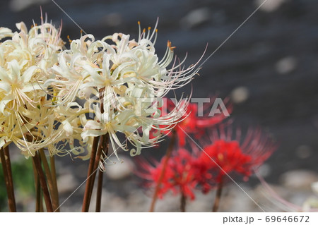 彼岸花(曼珠沙華) 彼岸花(曼珠沙華) 69646672