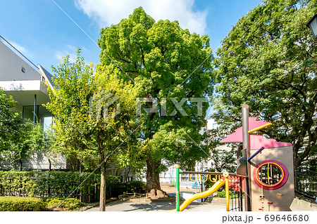 東京都港区の高松くすのき公園 東京都港区の高松くすのき公園 69646680