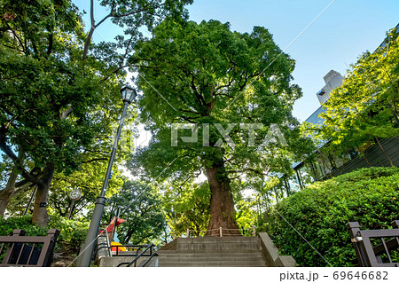 東京都港区の高松くすのき公園 東京都港区の高松くすのき公園 69646682