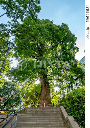 東京都港区の高松くすのき公園 69646684