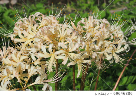 彼岸花(マンジュシャゲ) 69646886