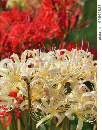 彼岸花(マンジュシャゲ) 69646888